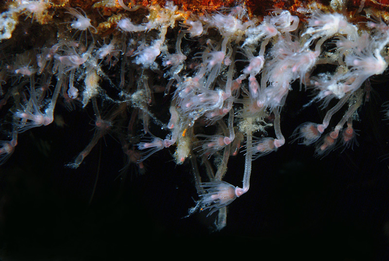 Ectopleura crocea e Cornularia cornucopiae